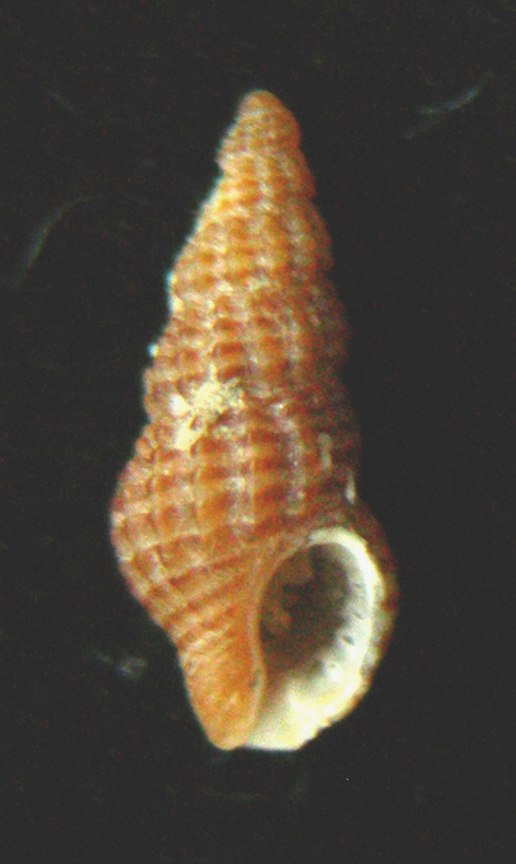 Chauvetia turritellata